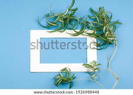 White frame with chlorophytum shoots (spider plant) on a blue background. Place for text.
