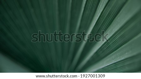 Close up green leaves textures, straight lines. Green palm leaf background, full frame shot. Royalty-Free Stock Photo #1927001309