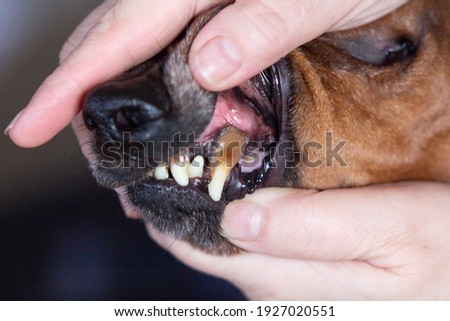 Bad teeth of old dog Royalty-Free Stock Photo #1927020551