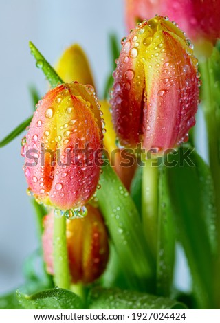 Fresh spring bouquet of tulips with dew drops. Orange, yellow tulips of soft focus with dew droplets. Beautiful flowers. Shallow depth of field. Close-up. Toned image. International Women' s Day. 