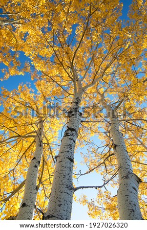 Looking up at aspen trees durning the autumn season when the leaves change colour from green t bright vibrant orange and yellow as the season comes to an end on a beautiful sunny blue sky day.  Royalty-Free Stock Photo #1927026320