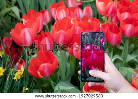 Woman takes photos of blooming tulips in the garden using a smartphone.
