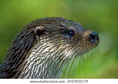 Eurasian Otter (Lutra lutra) Adult profile portrait looking, with duckweed on head.
