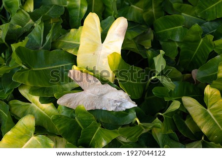 heart shaped leaves plant, green heart shaped foliage, dried heart shaped leaf