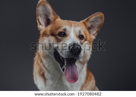 Portrait of an adorable welsh corgi dog looking curiously with hanging tongue on gray background in studio.
