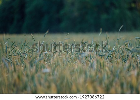 summer meadow grass and weed texture. abstract green foliage blur background with shallow depth of field