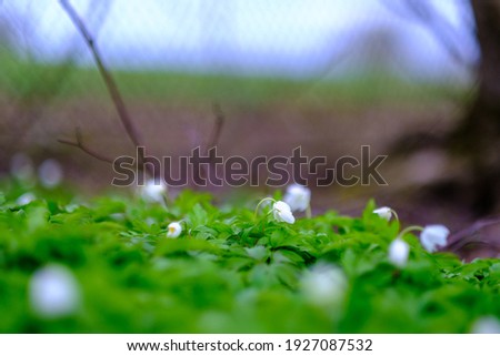 small white spring flowers on green wet background surface texture with blur