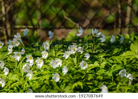 small white spring flowers on green wet background surface texture with blur
