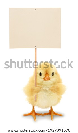 Cute chick is holding blank white sign placard funny conceptual photo 
