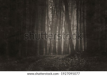 vintage style sepia photo of a dark forest
