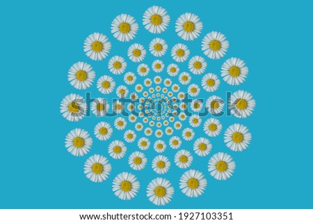 Optical illusion pattern made of Daisy flower on a blue background. Spring concept. Flat lay photography. Royalty-Free Stock Photo #1927103351