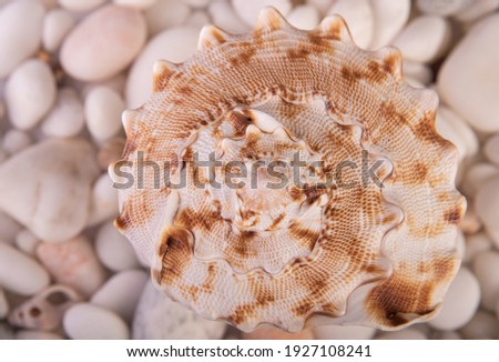 Seashell abstract background on white stones 