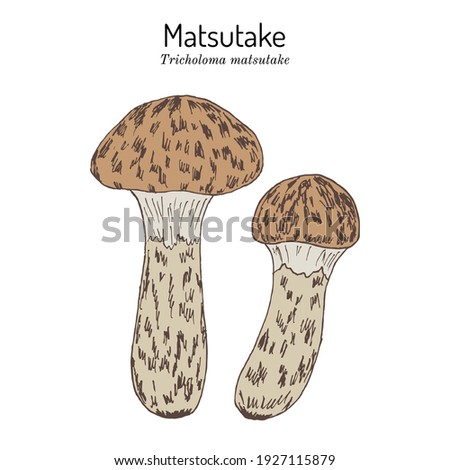 Matsutake (Tricholoma matsutake), edible mushroom. Hand drawn botanical vector illustration Royalty-Free Stock Photo #1927115879