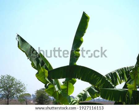 Banana tree with banana leaves pointing to the sky against sky background