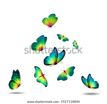 flock of green butterflies isolated on a white background. High quality photo