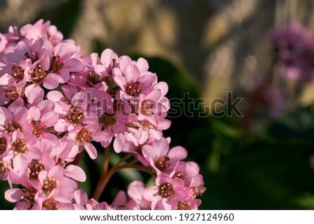 Heart-leaved bergenia ornamental plant pink flowers close up