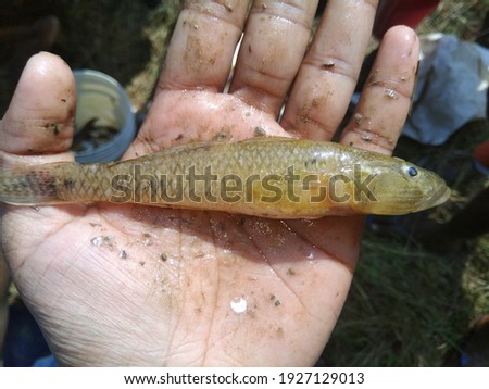 Glossogobius girius tank goby fish in hand goby fish harvest from fish culture pond