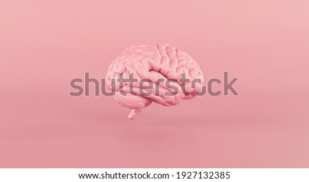 Human brain Anatomical Model slide on pink background. 3d rendering.