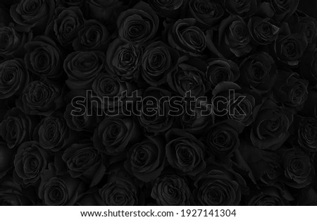 beautiful black roses. floral background. Mourning flowers Royalty-Free Stock Photo #1927141304