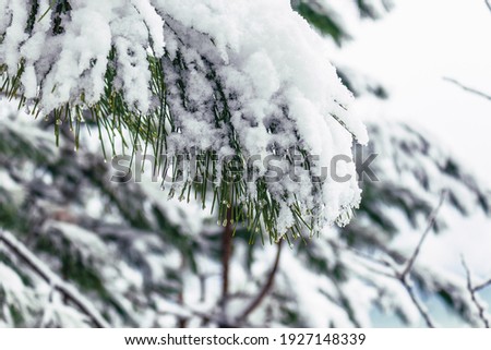 Evergreen pine branches covered with fallen white snow on the background of the cloudy sky. Winter landscape.