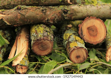 A pile of firewood from cut young trees. Abstract picture.