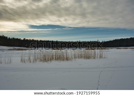 Winter landscape of a snow-capped lake with islets of yellow reeds, in a coniferous forest under a picturesque cloudy sky.