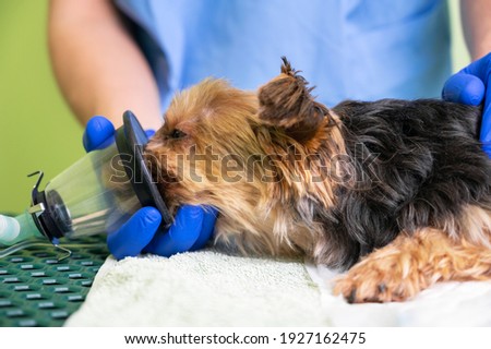 Preoxygenation technique in dog with oxygen mask. Veterinary Doctor prepares dog for anesthesia. High quality photo Royalty-Free Stock Photo #1927162475