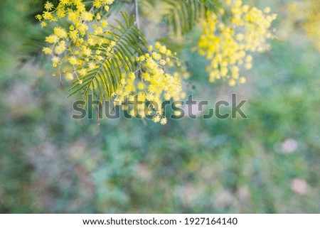 flowers yellow mimosa on a green background. March 8 Spring background for text. 