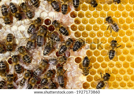 Bees working on the honeycomb Royalty-Free Stock Photo #1927173860