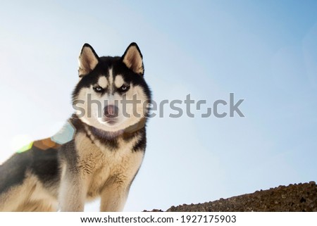 Portrait of black and white Siberian husky on the background of sky. Beautiful Siberian husky dog.