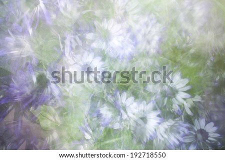 An abstract background of daisy flowers
