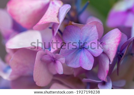 Delicate lilac and blue hydrangea flowers in soft sun light close-up. Bright floral background. Romantic wedding holiday wallpaper. Delicate macro petals. Greeting card