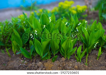 lawn with lilies of the valley in a vegetable garden in the city. large photo with white flowers and green leaves.