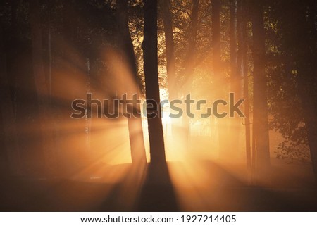 Illuminated pathway through the mighty trees at night. Scary forest scene. Tree silhouettes in the dark. Golden light. Panoramic image. Nature, environment. Silence, loneliness, gothic concepts