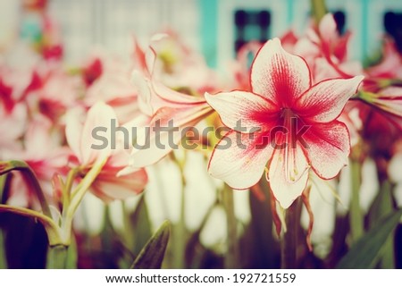 flower background 