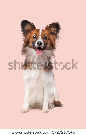 papillon or Butterfly Dog in front of a soft pink background