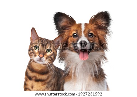 portrait of a dog and a cat looking at the camera in front of a white background Royalty-Free Stock Photo #1927231592