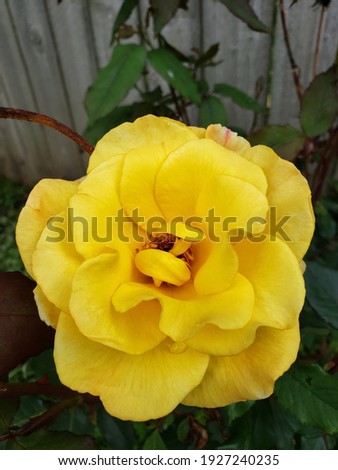 Closeup of a Yellow Rose- Natures Perfection