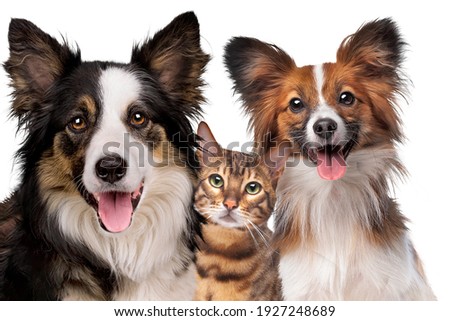 portrait of a border collie a cat and a Papillion dog looking at the camera isolated in front of a white background