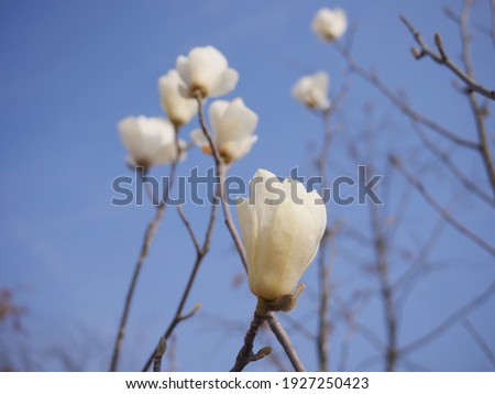 Blue sky and white magnolia flowers.
