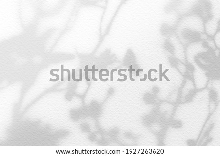 Natural flower shadows are blurred on white and gray wall at home at sunrise. 