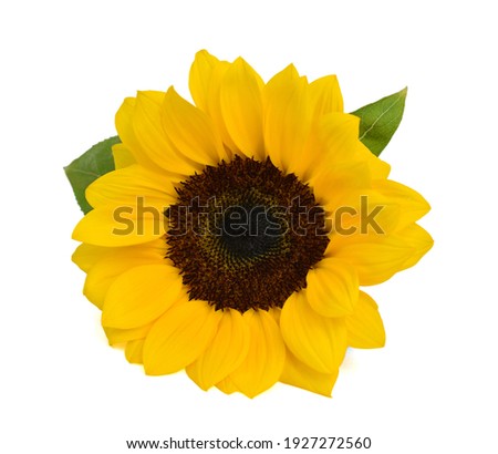 beautiful sunflower isolated on white background
