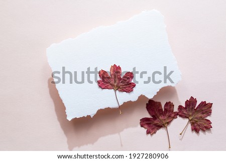 Minimal autumn mock up. Blank sheet of paper red maple leaves on a light pink background.