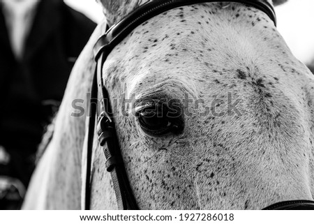 Horse eye in black and white