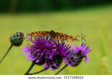 Butterfly sitting on purple flower with green background.  Stock Image