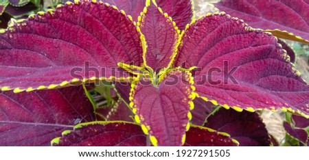 This is a photo of a flower with the Latin name Plectranthus scutellarioides
