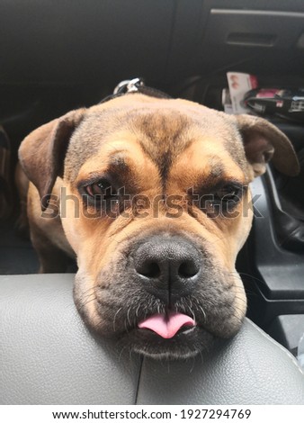A dog sticking out his tongue and putting his chin on the car seat.