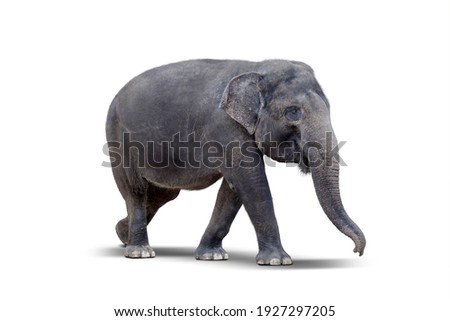 Side view of female elephant standing in the studio. Isolated on white background