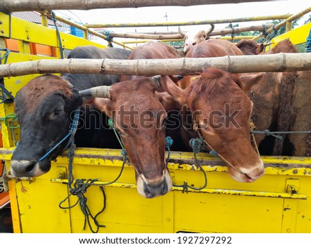 three cows,cage cattle images.animals top view