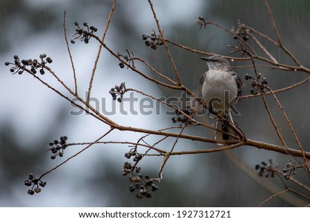 A small Mockingbird perched on a tree branch during a rainy day
